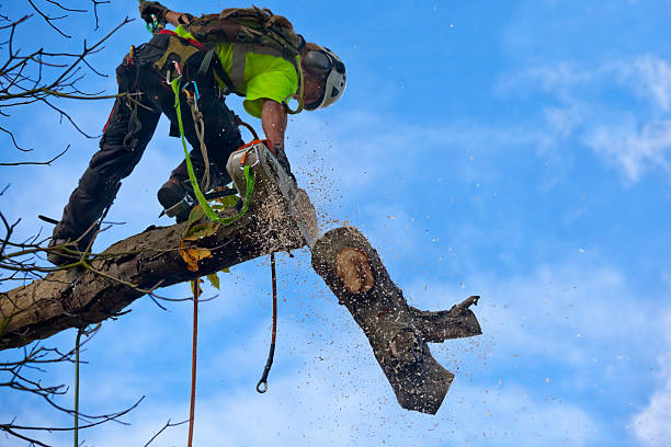 Mulching Services in Alamo, TN